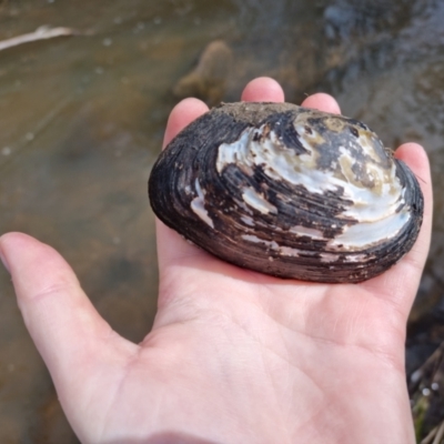 Hyriidae sp. (family) (Freshwater Mussels) at QPRC LGA - 9 Sep 2022 by clarehoneydove