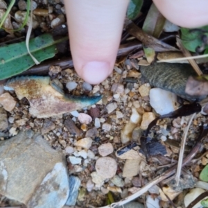 Parastacidae (family) at Bungendore, NSW - 10 Sep 2022 09:14 AM