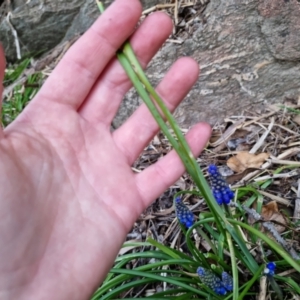 Muscari armeniacum at Bungendore, NSW - 8 Sep 2022 05:22 PM