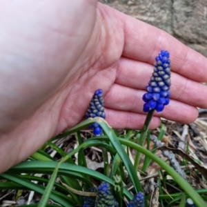 Muscari armeniacum at Bungendore, NSW - 8 Sep 2022 05:22 PM