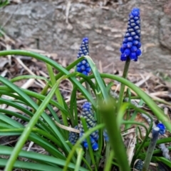 Muscari armeniacum at Bungendore, NSW - 8 Sep 2022 05:22 PM