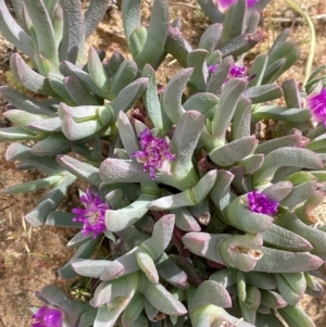 Carpobrotus modestus at Murtho, SA - 30 Aug 2022