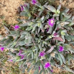 Carpobrotus modestus at Murtho, SA - 30 Aug 2022 02:17 PM