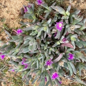 Carpobrotus modestus at Murtho, SA - 30 Aug 2022