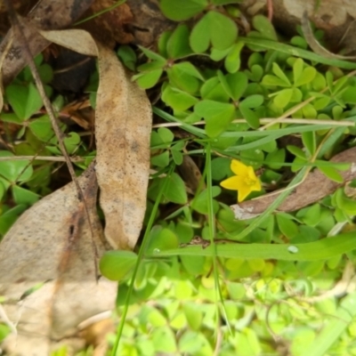 Oxalis sp. (Wood Sorrel) at Bungendore, NSW - 10 Sep 2022 by clarehoneydove