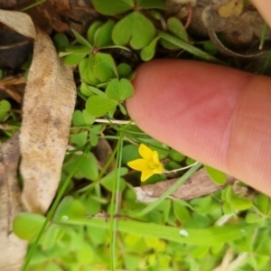 Oxalis sp. at Bungendore, NSW - 10 Sep 2022
