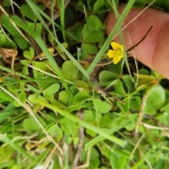 Oxalis sp. at Bungendore, NSW - 10 Sep 2022 10:32 AM