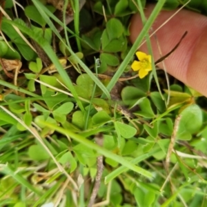 Oxalis sp. at Bungendore, NSW - 10 Sep 2022