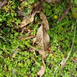 Oxalis sp. at Bungendore, NSW - 10 Sep 2022 10:32 AM