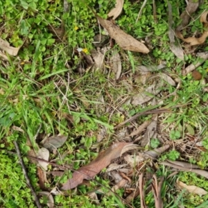 Oxalis sp. at Bungendore, NSW - 10 Sep 2022 10:32 AM