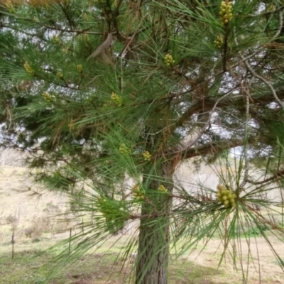 Pinus sp. (A Pine) at Bungendore, NSW - 10 Sep 2022 by clarehoneydove