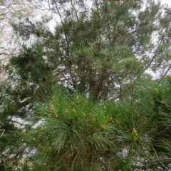 Pinus sp. at Bungendore, NSW - 10 Sep 2022