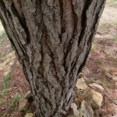 Pinus sp. at Bungendore, NSW - 10 Sep 2022