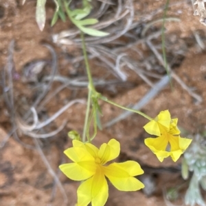 Goodenia fascicularis at Murtho, SA - 1 Sep 2022