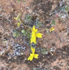 Goodenia fascicularis at Murtho, SA - 1 Sep 2022