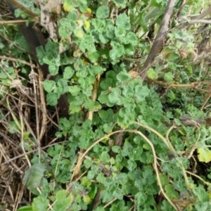 Marrubium vulgare at Bungendore, NSW - 10 Sep 2022 10:29 AM