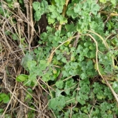 Marrubium vulgare at Bungendore, NSW - 10 Sep 2022