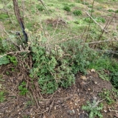 Marrubium vulgare at Bungendore, NSW - 10 Sep 2022