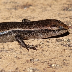 Lampropholis delicata at Wanniassa, ACT - 10 Sep 2022