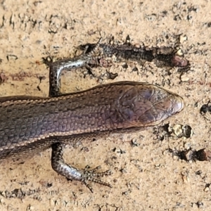 Lampropholis delicata at Wanniassa, ACT - 10 Sep 2022 12:36 PM