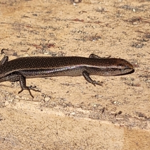 Lampropholis delicata at Wanniassa, ACT - 10 Sep 2022 12:36 PM