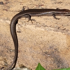 Lampropholis delicata at Wanniassa, ACT - 10 Sep 2022 12:36 PM