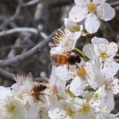 Apis mellifera (European honey bee) at QPRC LGA - 10 Sep 2022 by clarehoneydove