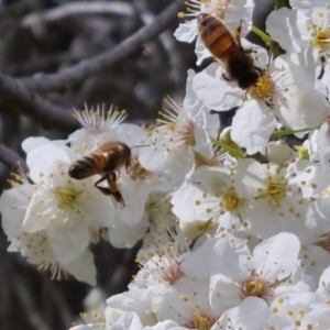 Apis mellifera at Bungendore, NSW - 10 Sep 2022 10:22 AM