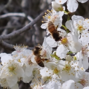 Apis mellifera at Bungendore, NSW - 10 Sep 2022