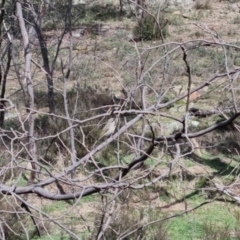 Caligavis chrysops (Yellow-faced Honeyeater) at QPRC LGA - 10 Sep 2022 by clarehoneydove