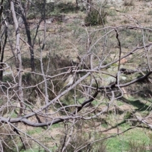 Caligavis chrysops at Bungendore, NSW - 10 Sep 2022 10:20 AM