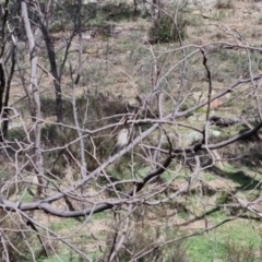 Caligavis chrysops at Bungendore, NSW - 10 Sep 2022 10:20 AM