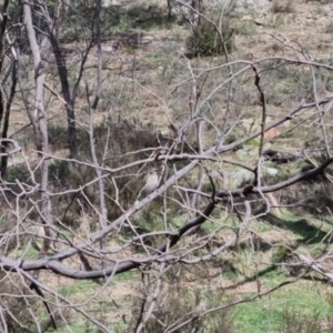 Caligavis chrysops at Bungendore, NSW - 10 Sep 2022 10:20 AM