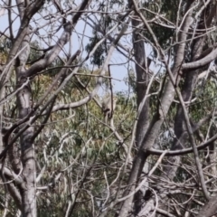 Caligavis chrysops at Bungendore, NSW - 10 Sep 2022