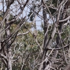 Caligavis chrysops at Bungendore, NSW - 10 Sep 2022 10:20 AM