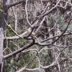 Caligavis chrysops at Bungendore, NSW - 10 Sep 2022