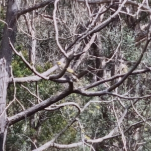 Caligavis chrysops at Bungendore, NSW - 10 Sep 2022 10:20 AM