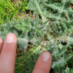 Cirsium vulgare at Bungendore, NSW - 10 Sep 2022