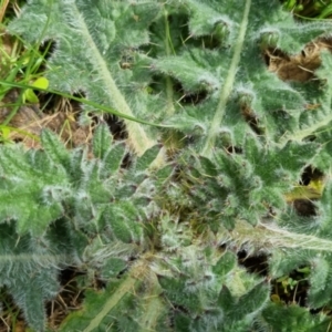 Cirsium vulgare at Bungendore, NSW - 10 Sep 2022