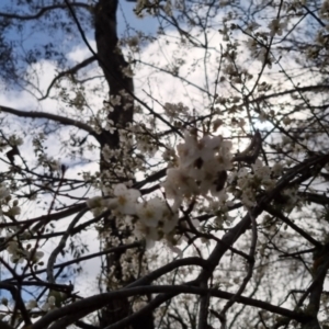 Pyrus sp. at Bungendore, NSW - 10 Sep 2022