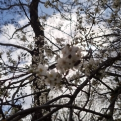 Pyrus sp. at Bungendore, NSW - 10 Sep 2022