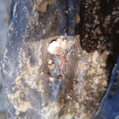 Anzoplana trilineata (A Flatworm) at QPRC LGA - 10 Sep 2022 by clarehoneydove