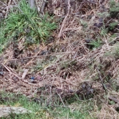 Malurus cyaneus (Superb Fairywren) at Bungendore, NSW - 9 Sep 2022 by clarehoneydove