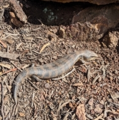 Tiliqua scincoides scincoides (Eastern Blue-tongue) at Campbell, ACT - 10 Sep 2022 by WalterEgo