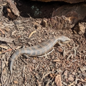 Tiliqua scincoides scincoides at Campbell, ACT - 10 Sep 2022 12:54 PM