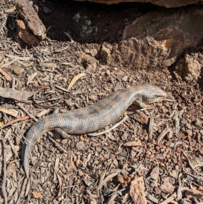 Tiliqua scincoides scincoides (Eastern Blue-tongue) at Campbell, ACT - 10 Sep 2022 by WalterEgo