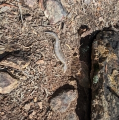 Tiliqua scincoides scincoides at Campbell, ACT - 10 Sep 2022