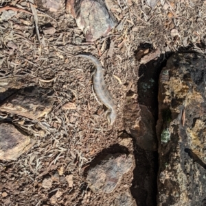 Tiliqua scincoides scincoides at Campbell, ACT - 10 Sep 2022 12:54 PM