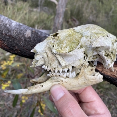 Macropus sp. (Macropod) at QPRC LGA - 10 Sep 2022 by Steve_Bok