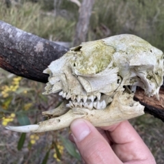 Macropus sp. (Macropod) at Jerrabomberra, NSW - 10 Sep 2022 by Steve_Bok